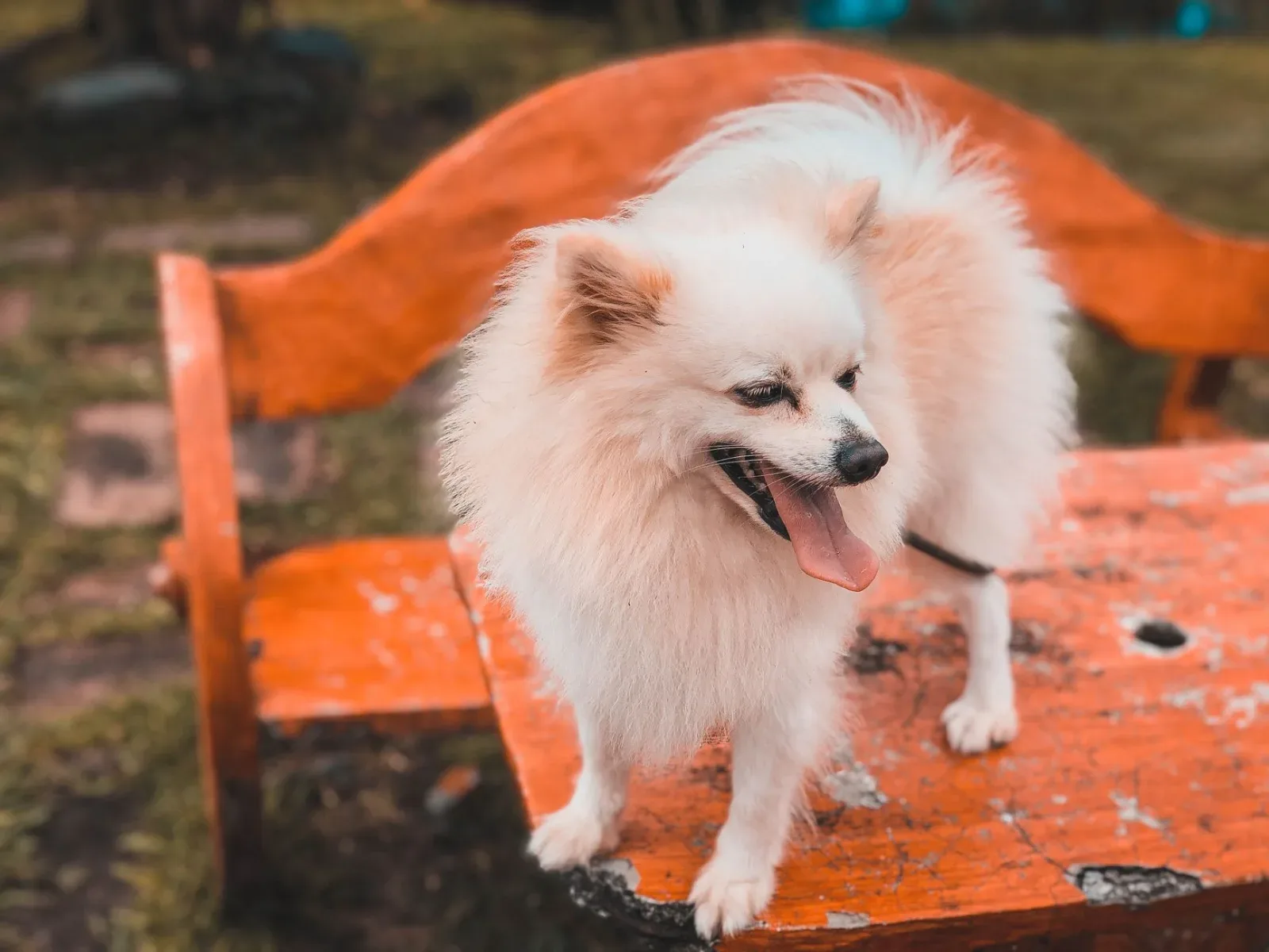 Indian Spitz 6