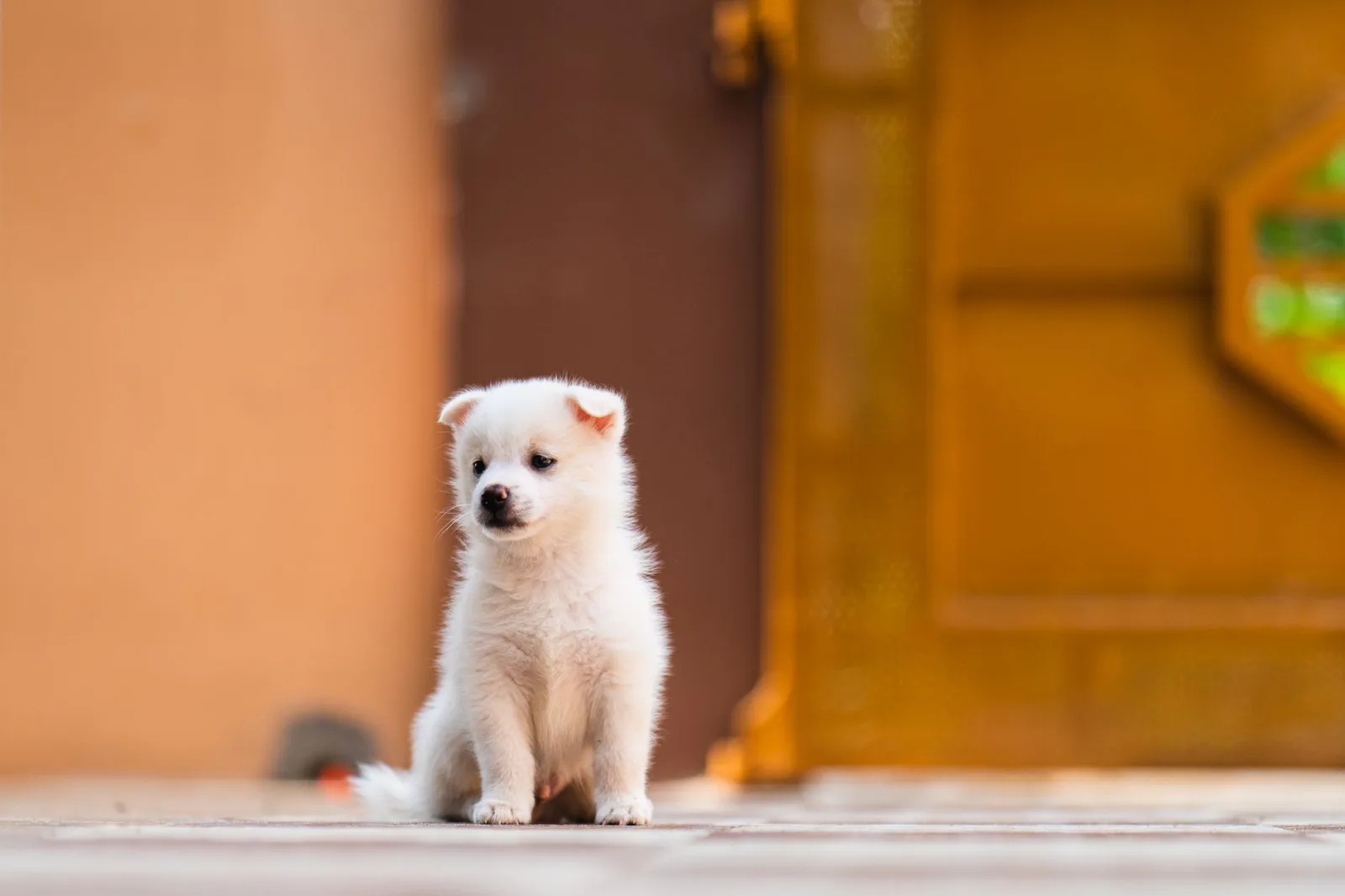 Indian Spitz 7