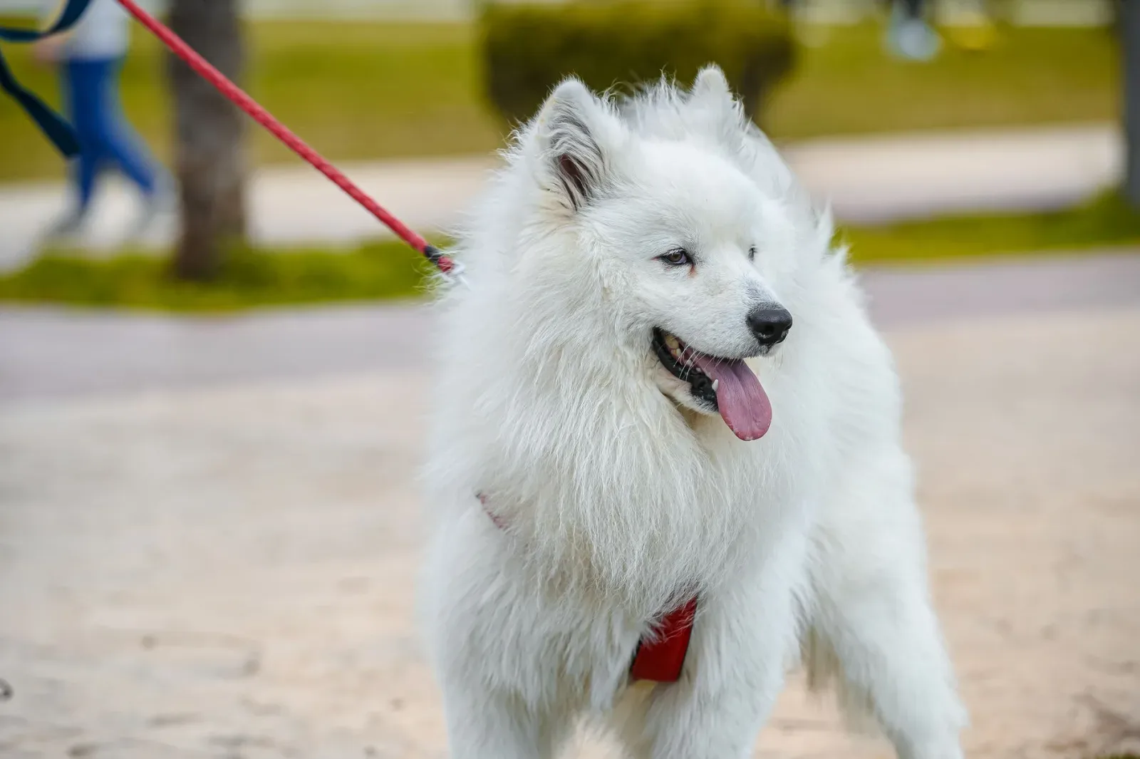 Indian Spitz 8