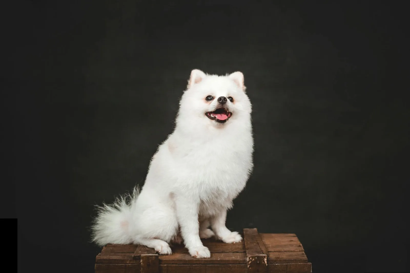 Indian Spitz 9