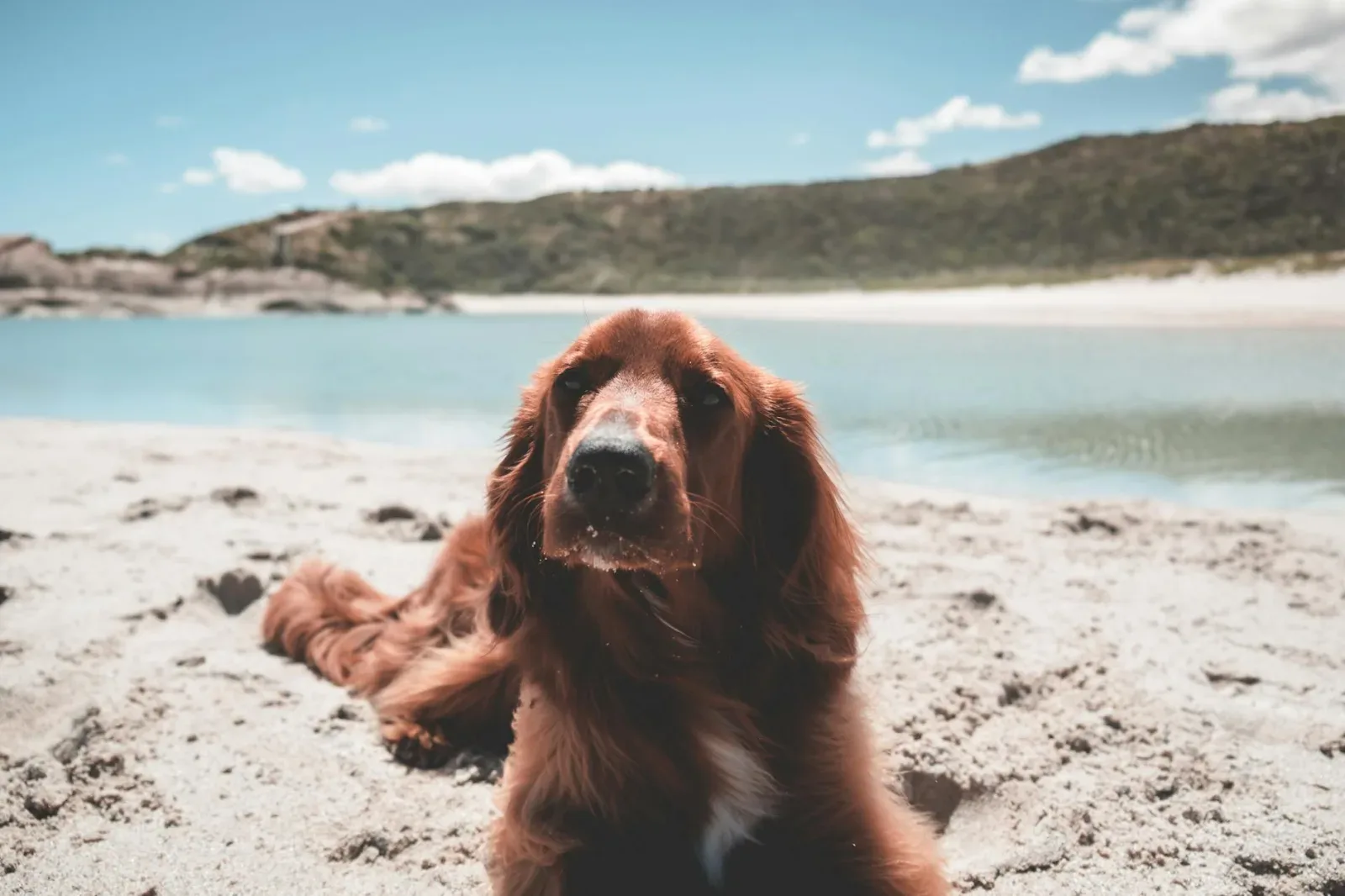 Irish Setter 1