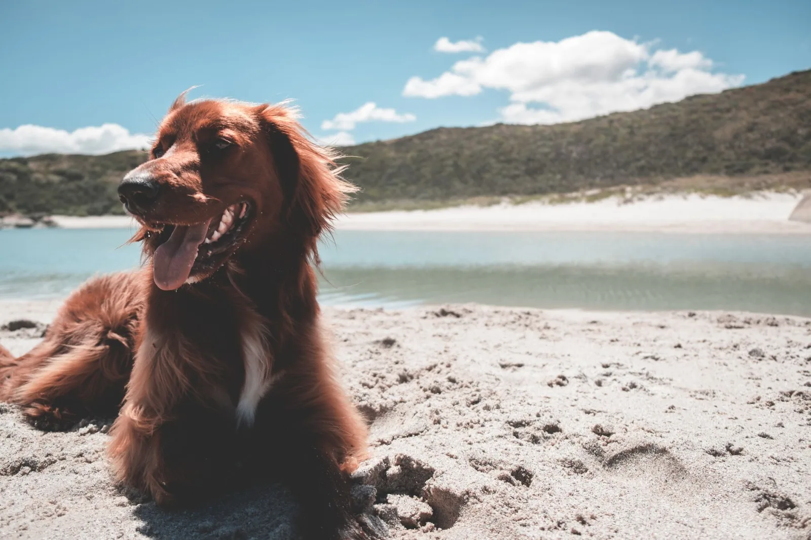 Irish Setter 10