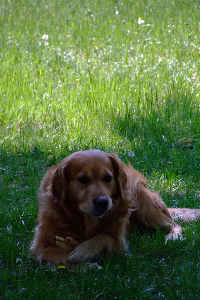 Irish Setter 2