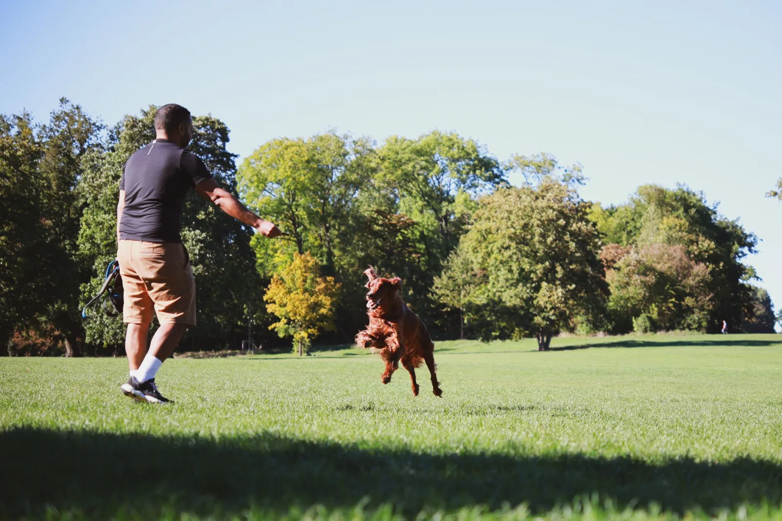 Irish Setter 3
