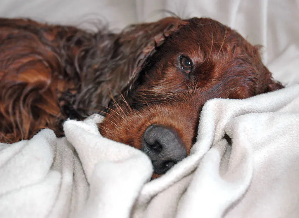 Irish Setter 4