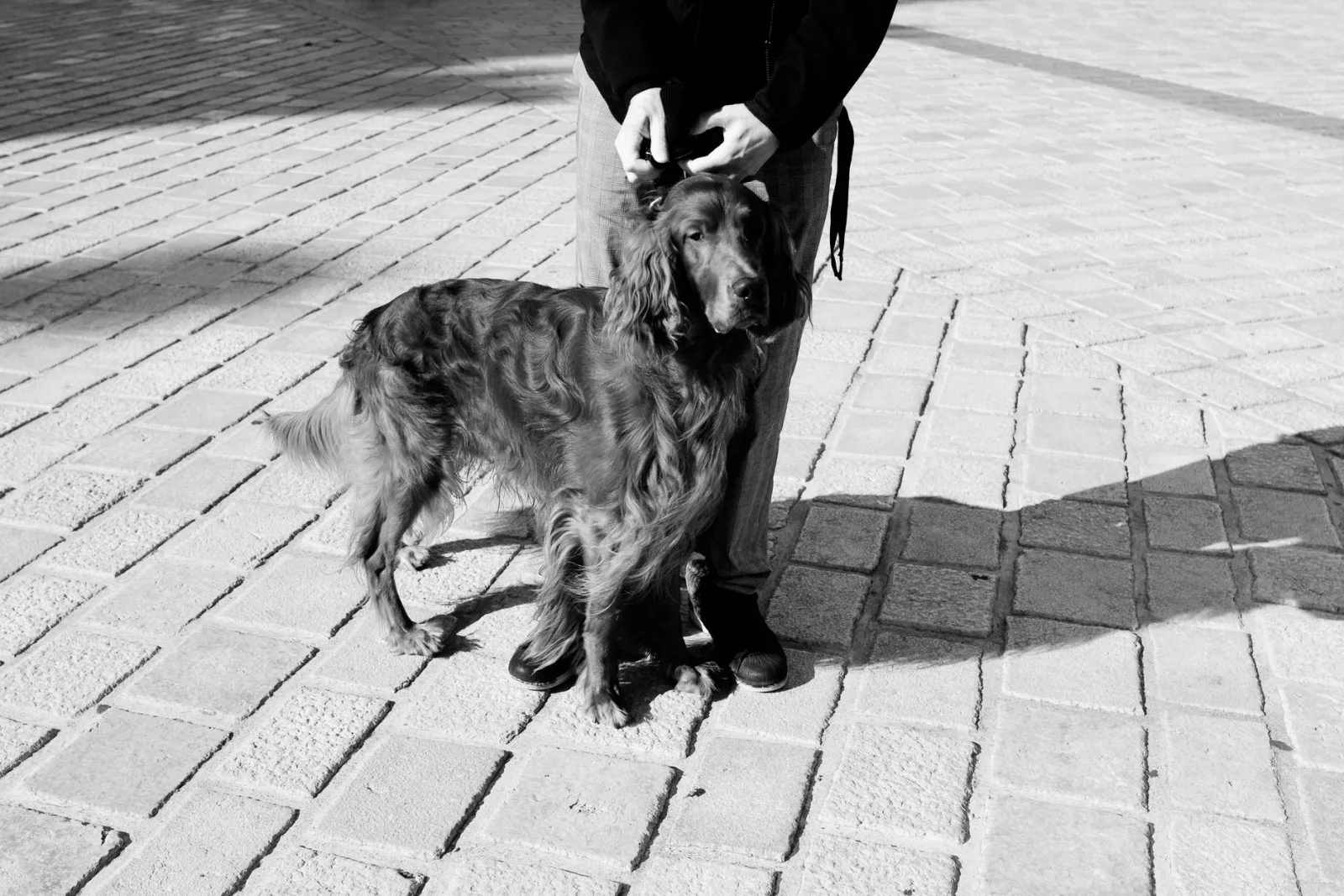 Irish Setter 5
