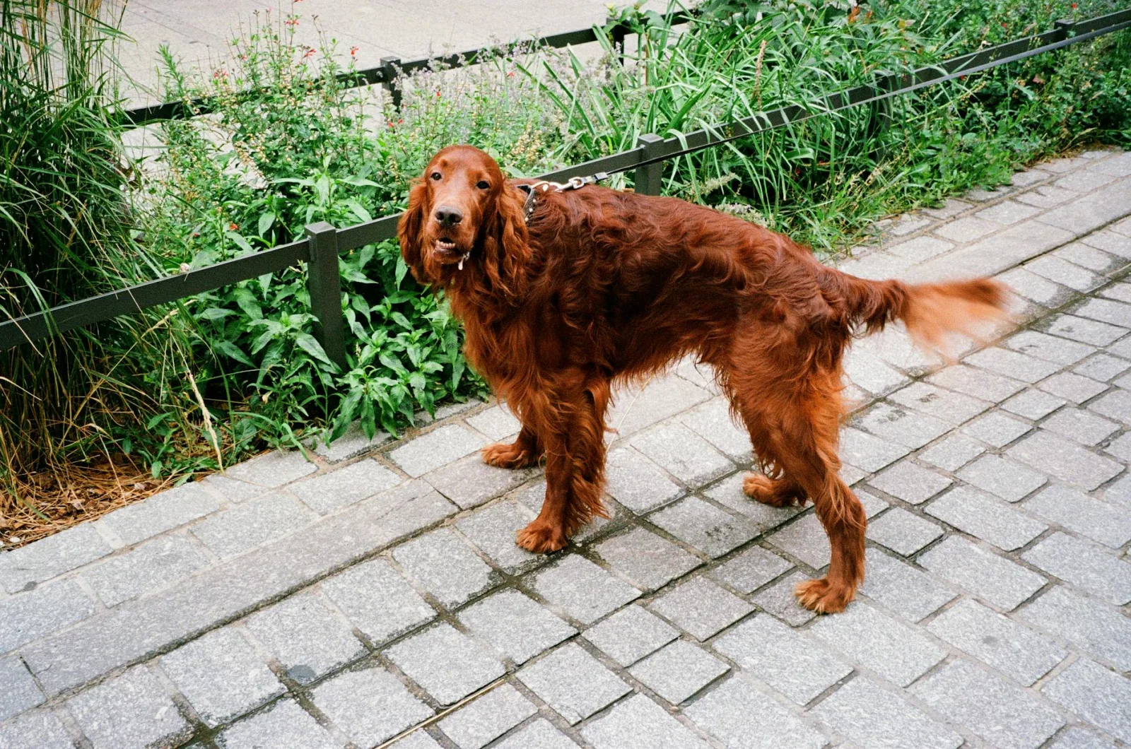 Irish Setter 6