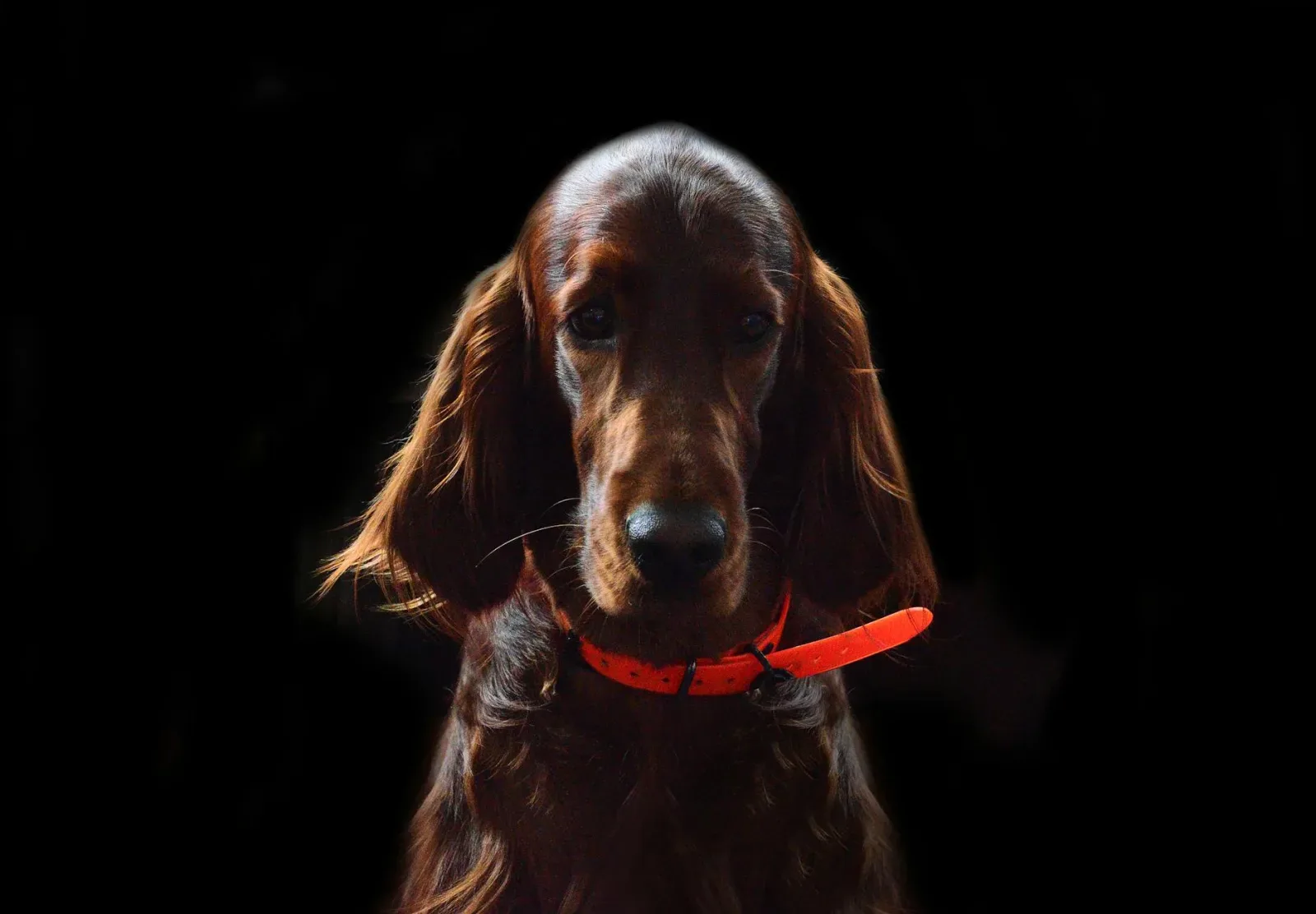 Irish Setter 7