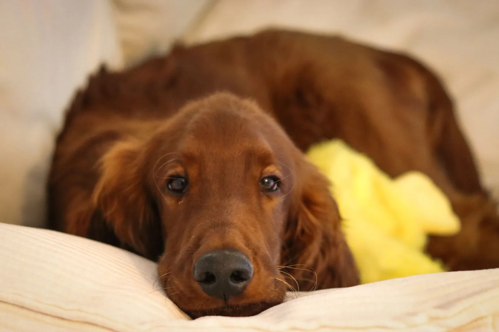 Irish Setter 8