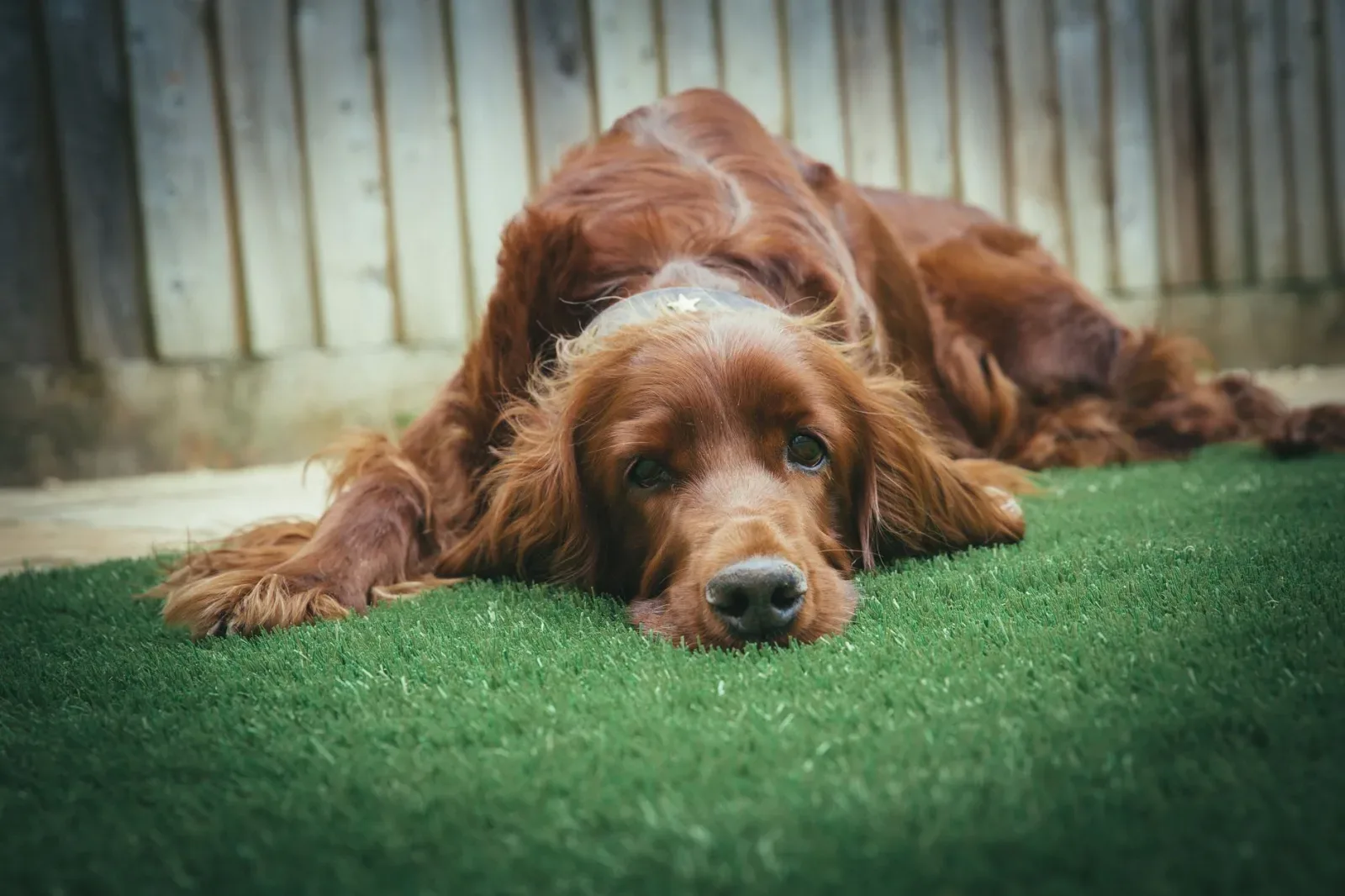 Irish Setter 9