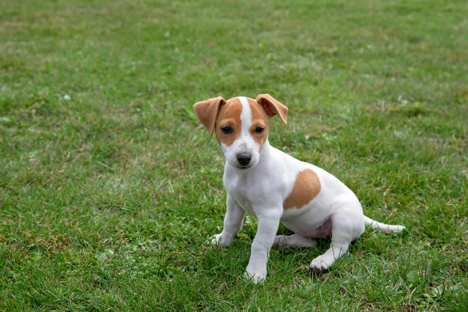 Jack Russell Terrier 1