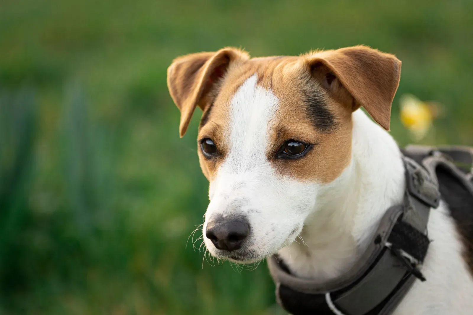 Jack Russell Terrier 10