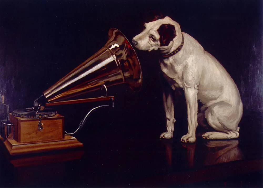 Jack Russell Terrier 2