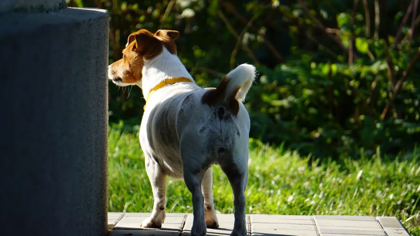 Jack Russell Terrier 3