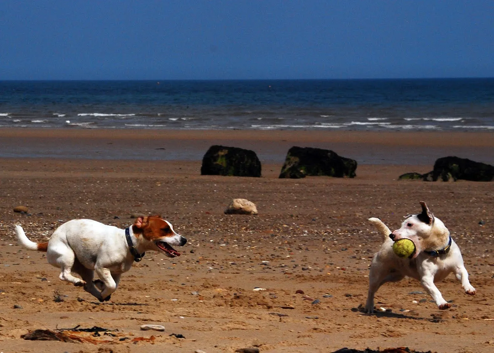 Jack Russell Terrier 4