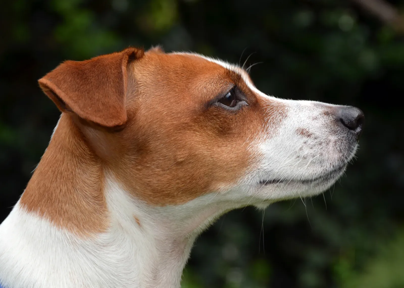 Jack Russell Terrier 5