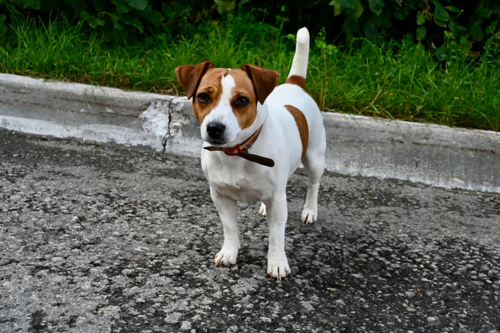 Jack Russell Terrier 6