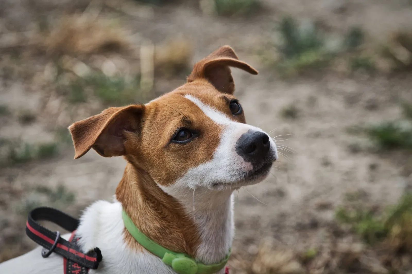 Jack Russell Terrier 7