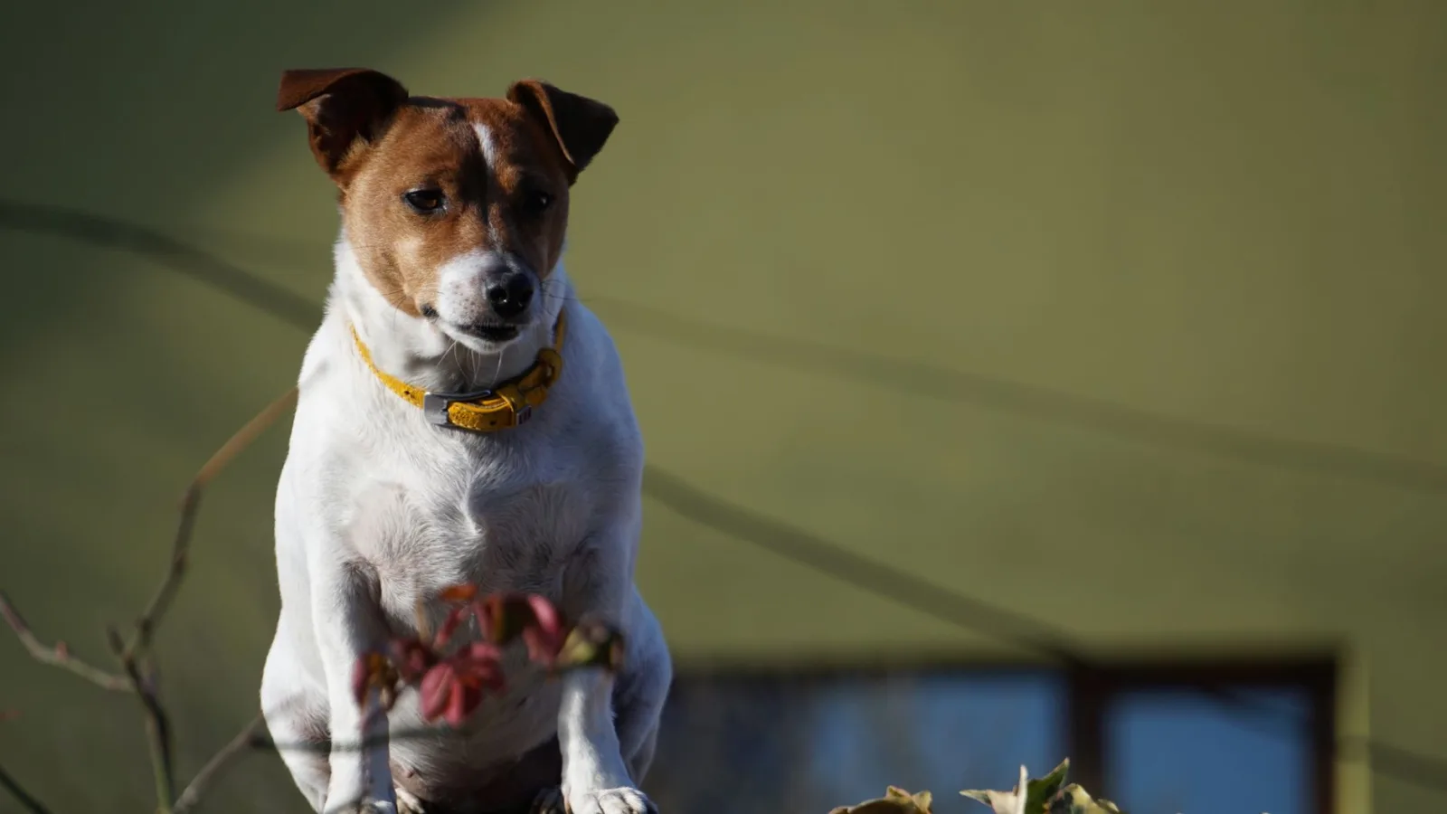 Jack Russell Terrier 8