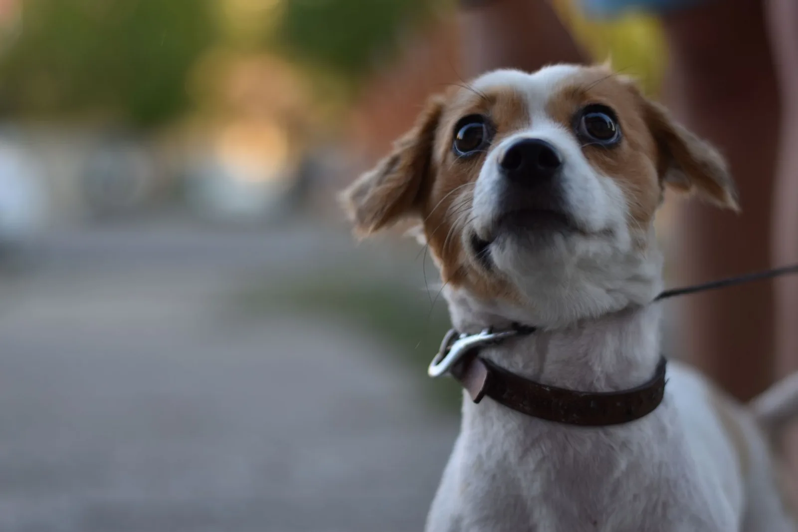 Jack Russell Terrier 9