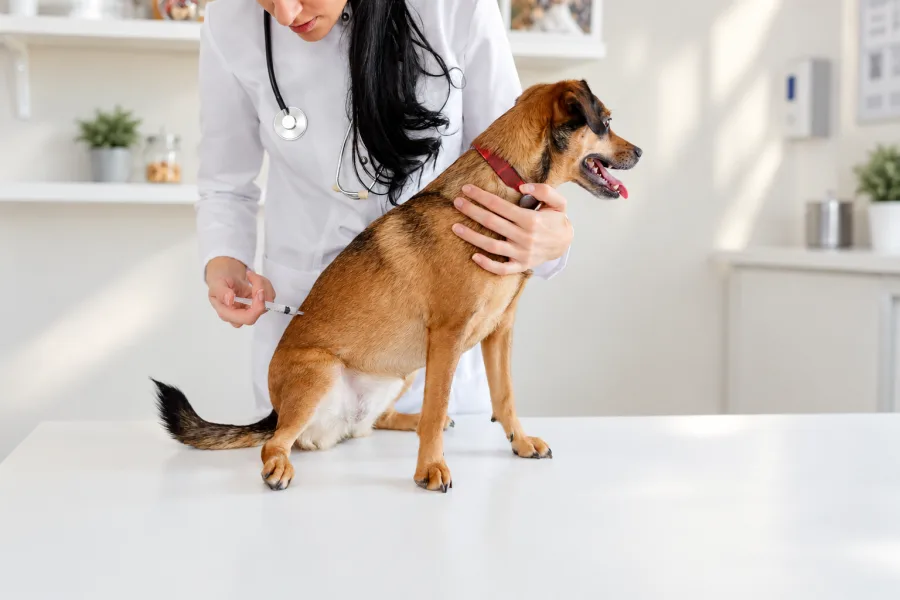 Registering and Updating Your Pet's Microchip: What People Forget to Do