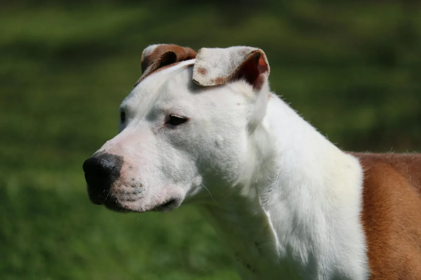 American Pit Bull Terrier