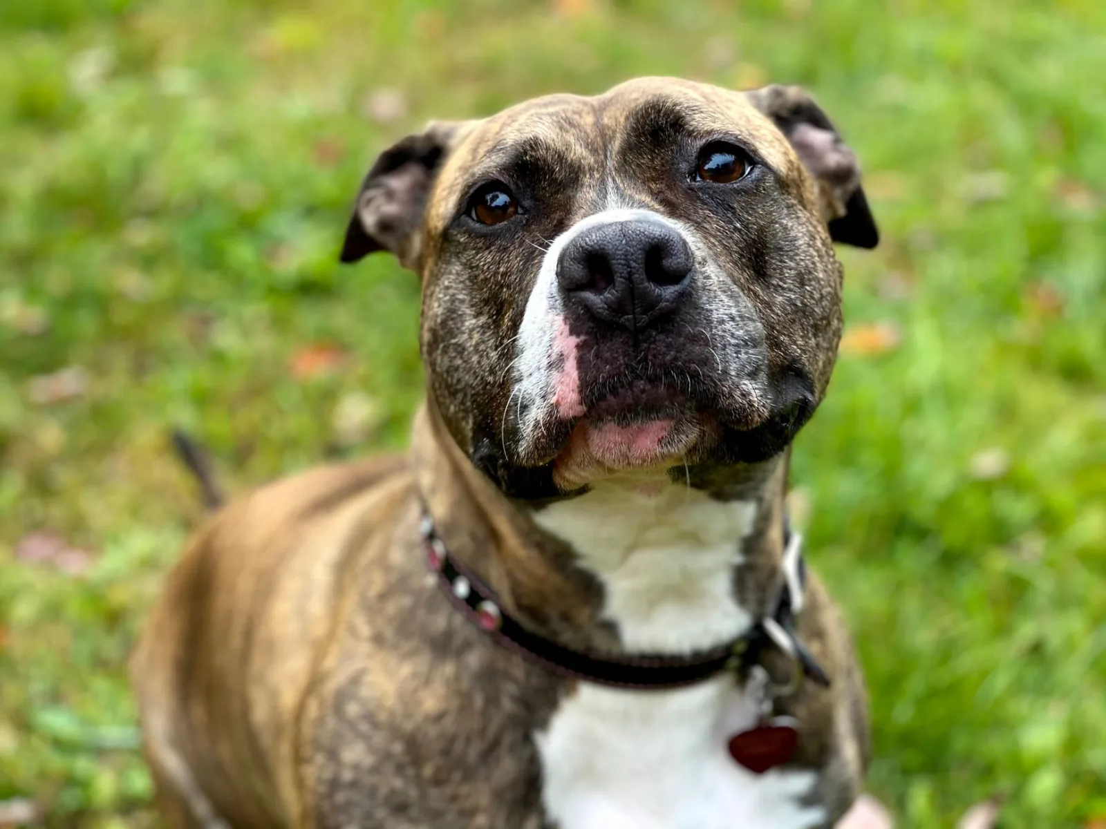 American Pit Bull Terrier 10