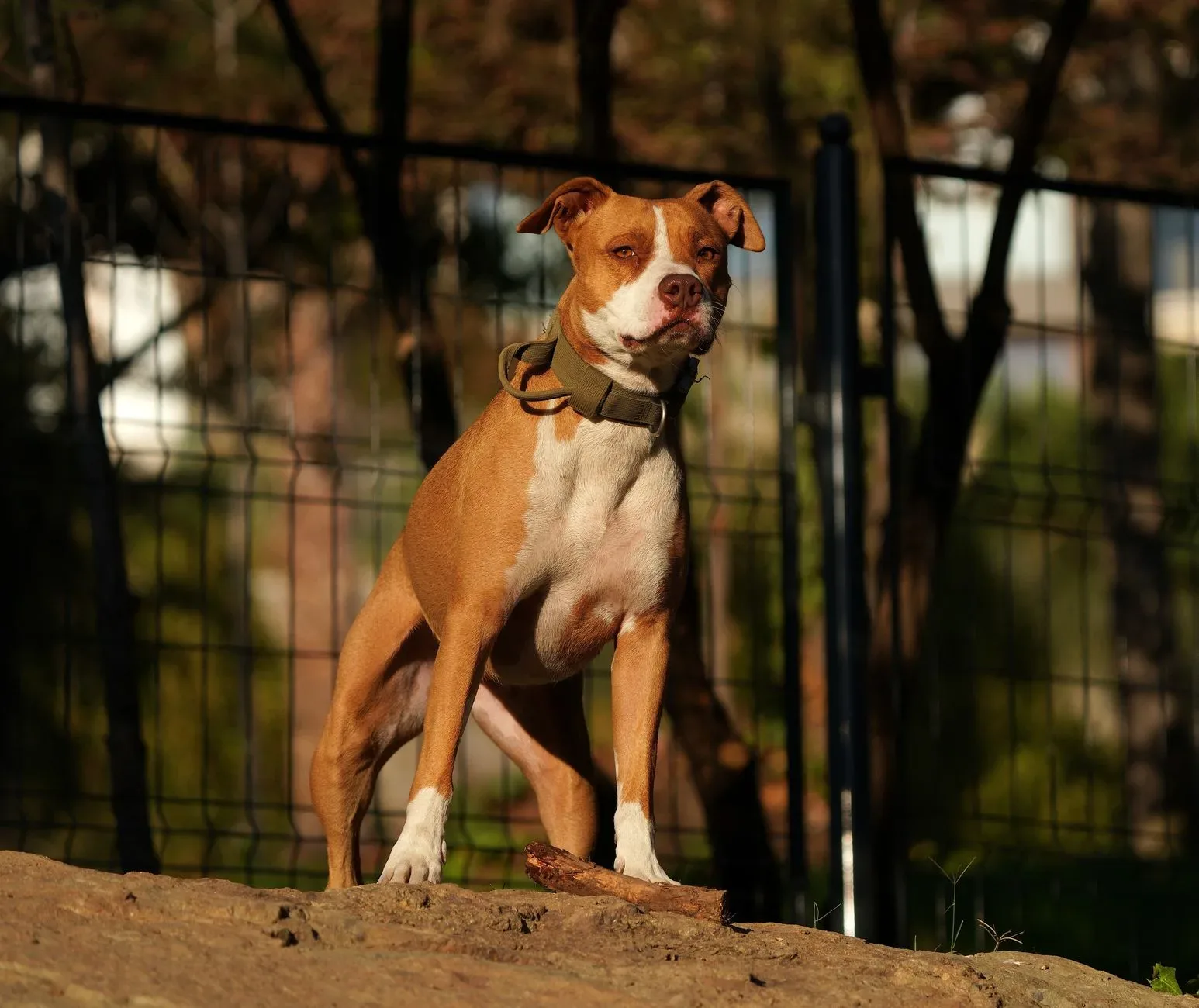 American Pit Bull Terrier 2