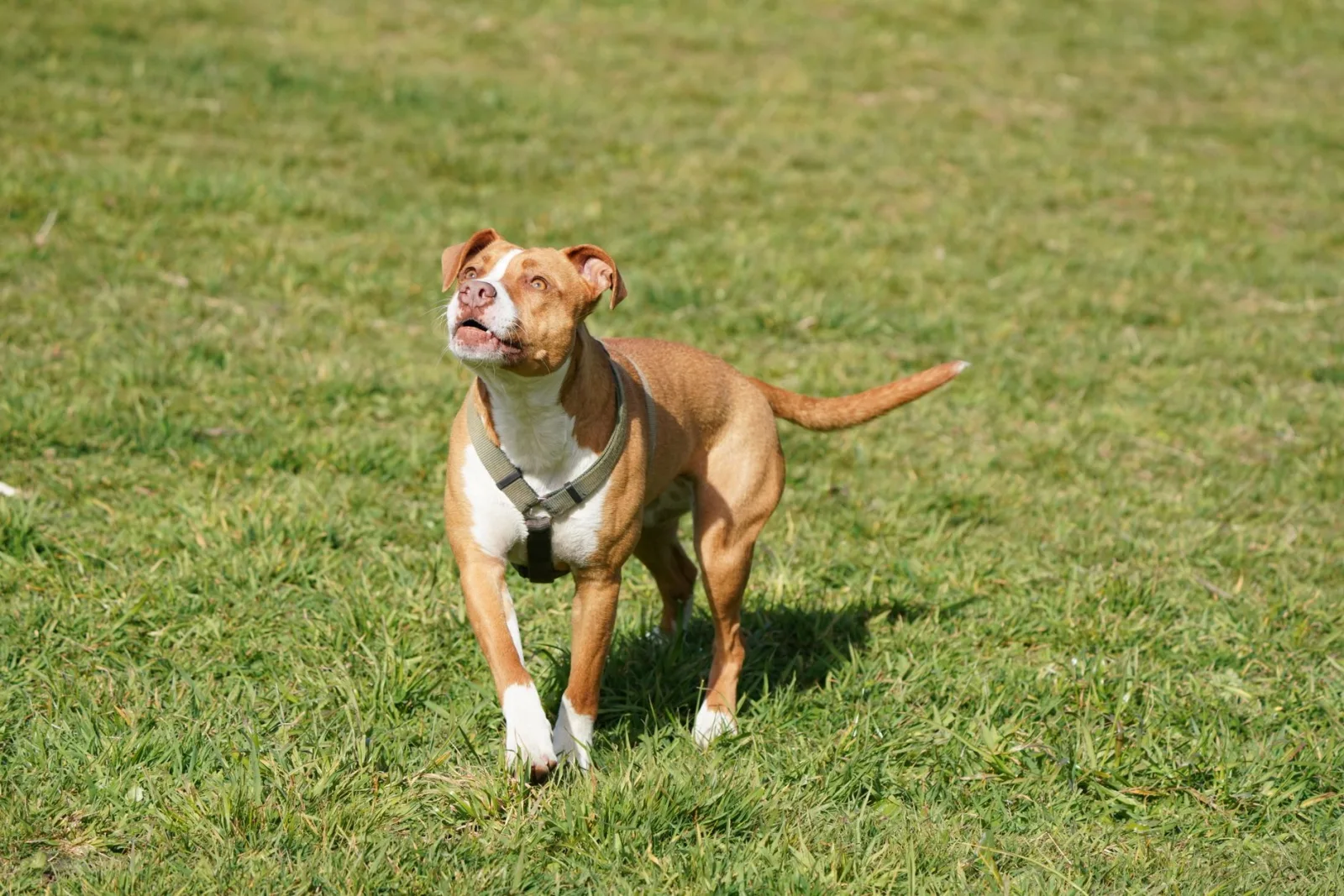 American Pit Bull Terrier 3