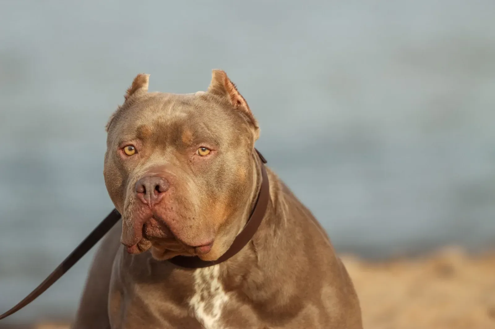American Pit Bull Terrier 4