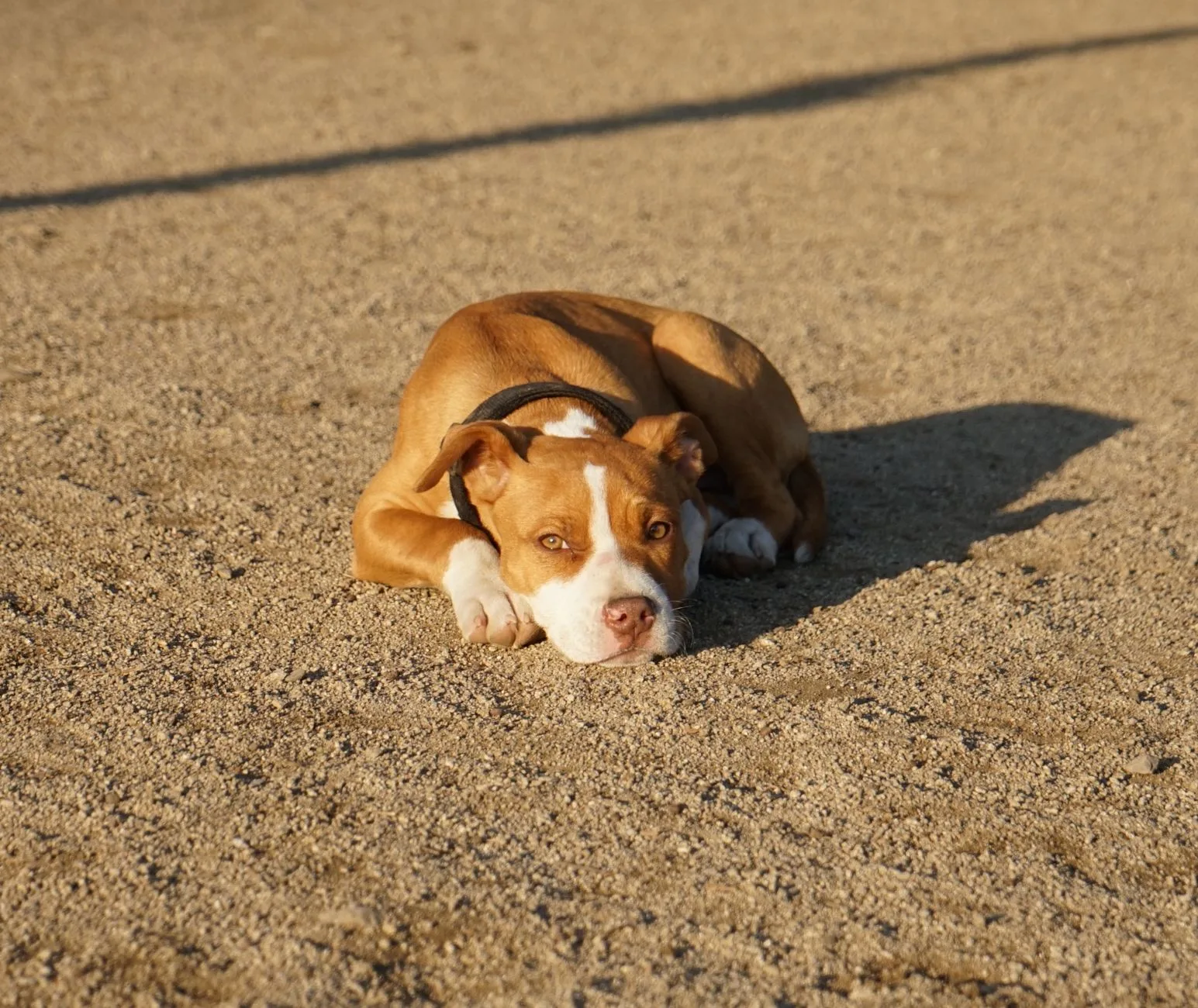 American Pit Bull Terrier 5