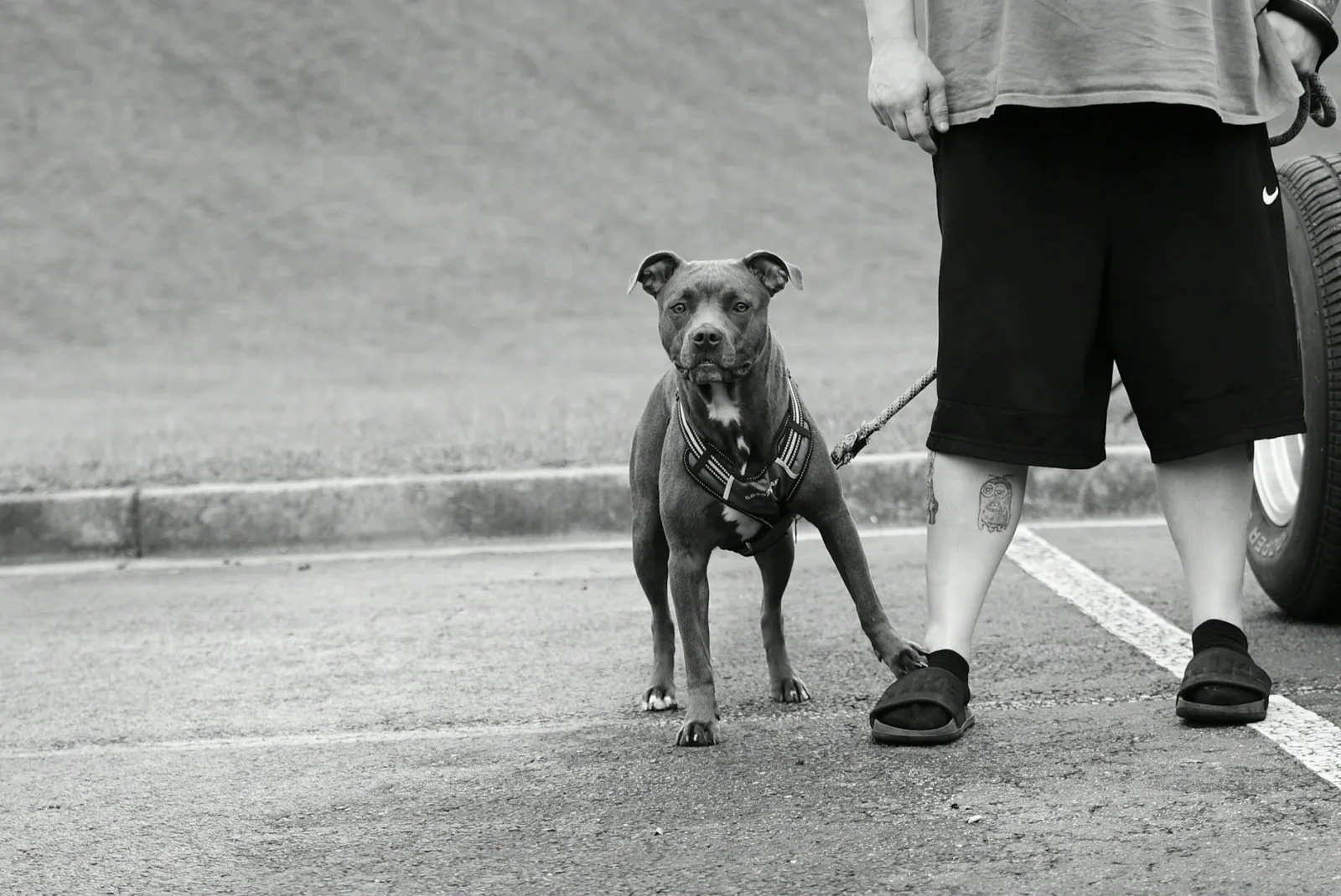 American Pit Bull Terrier 6
