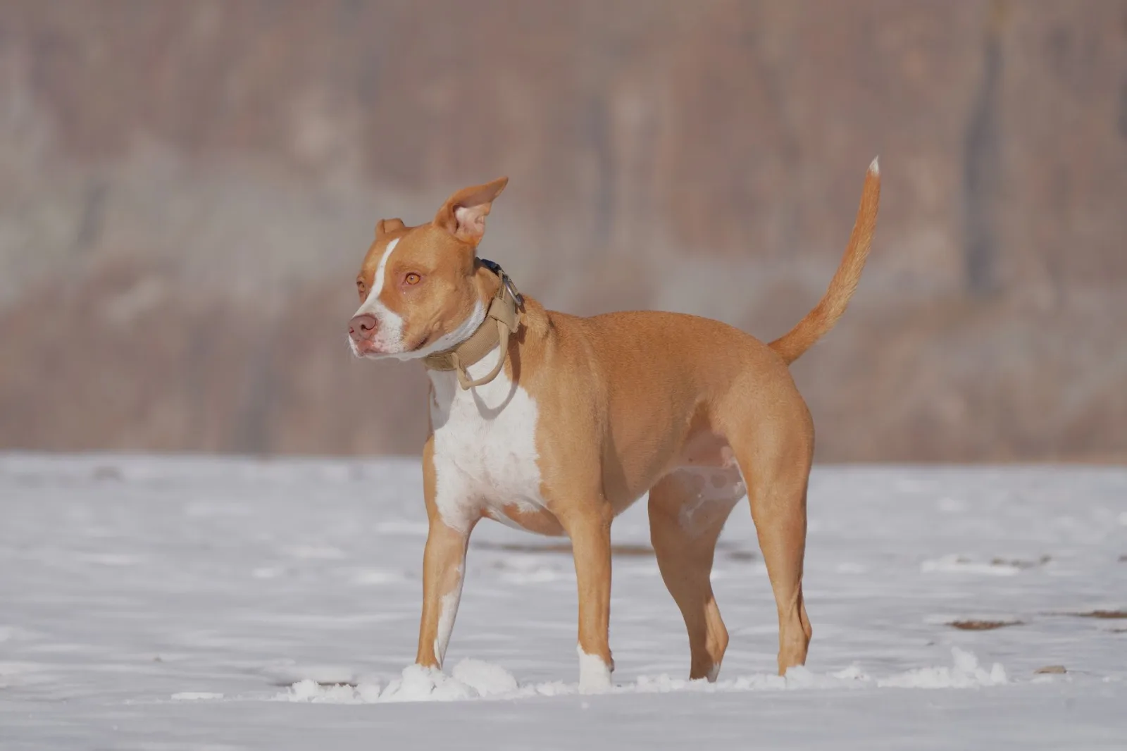 American Pit Bull Terrier 7