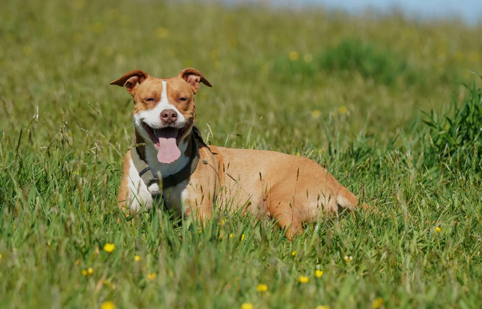 American Pit Bull Terrier 8