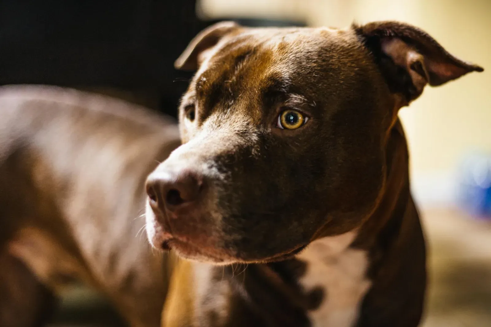 American Pit Bull Terrier 9