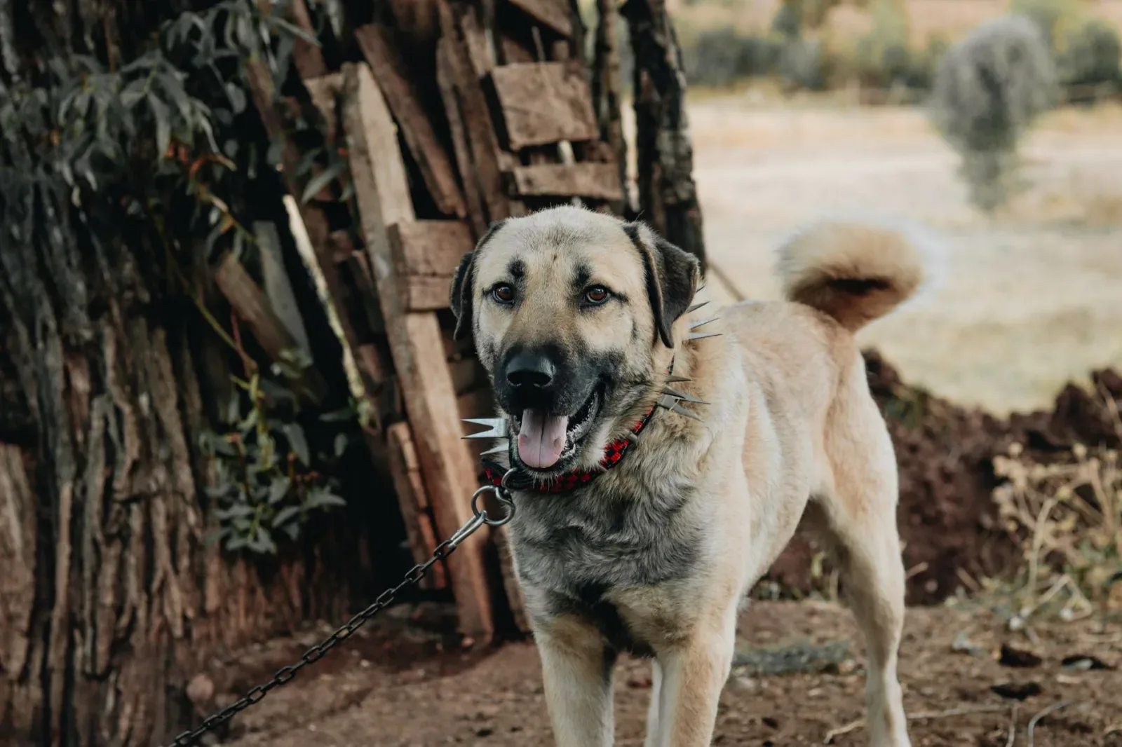 Kangal Shepherd Dog 2