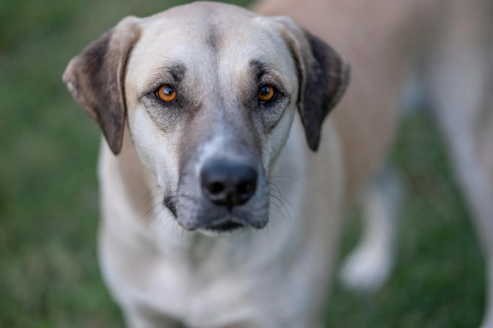 Kangal Shepherd Dog 3
