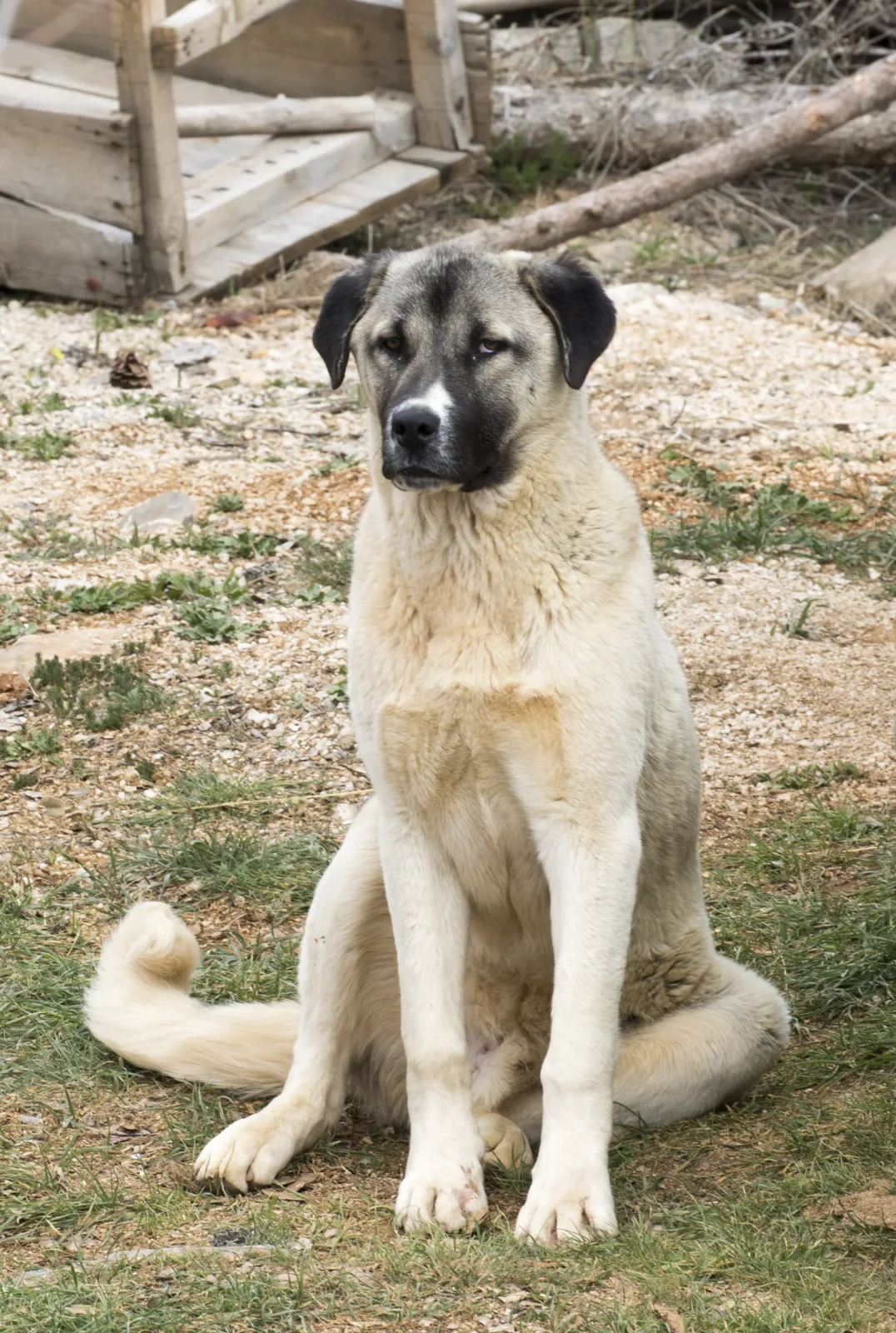 Kangal Shepherd Dog 4
