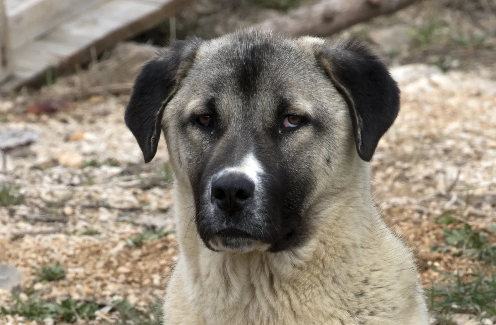 Kangal Shepherd Dog 5