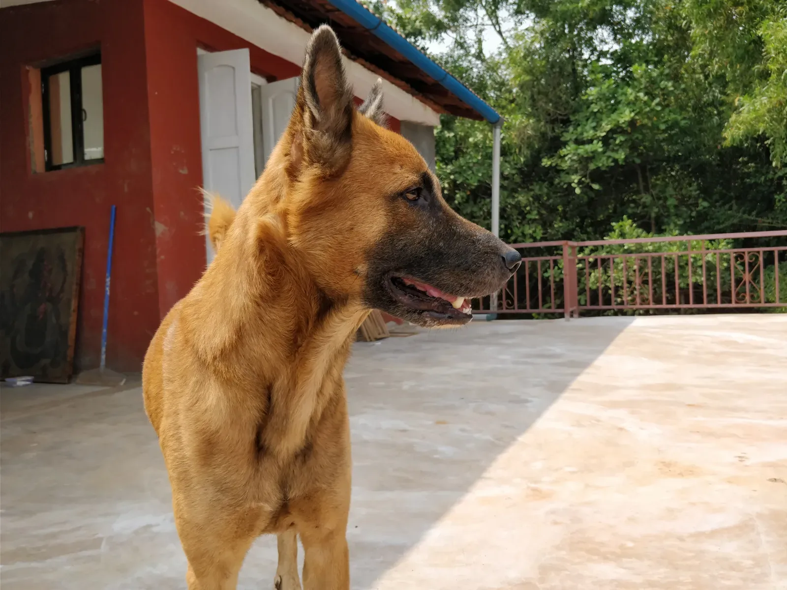 Kombai 10