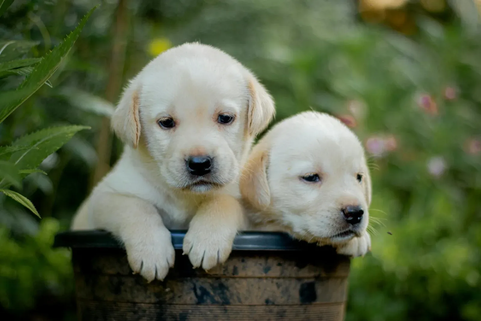 Labrador Retriever 1