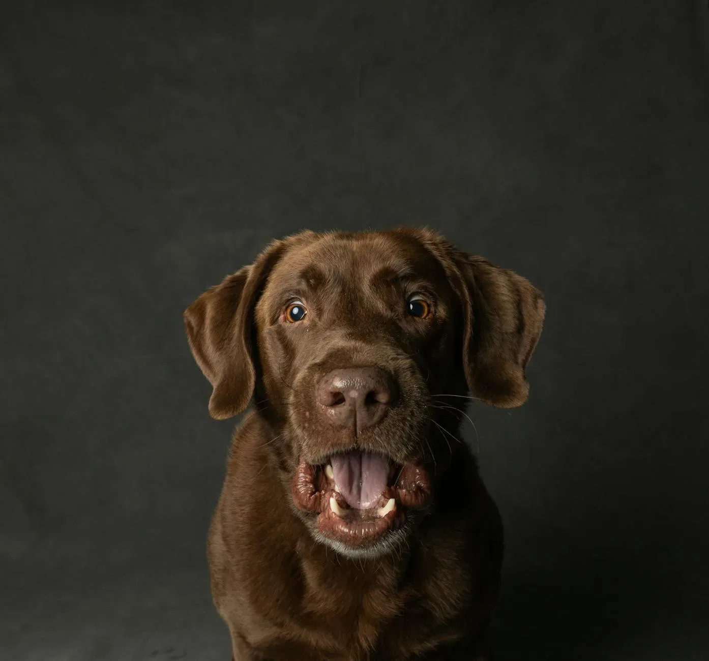 Labrador Retriever 10