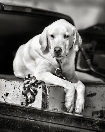Labrador Retriever 2
