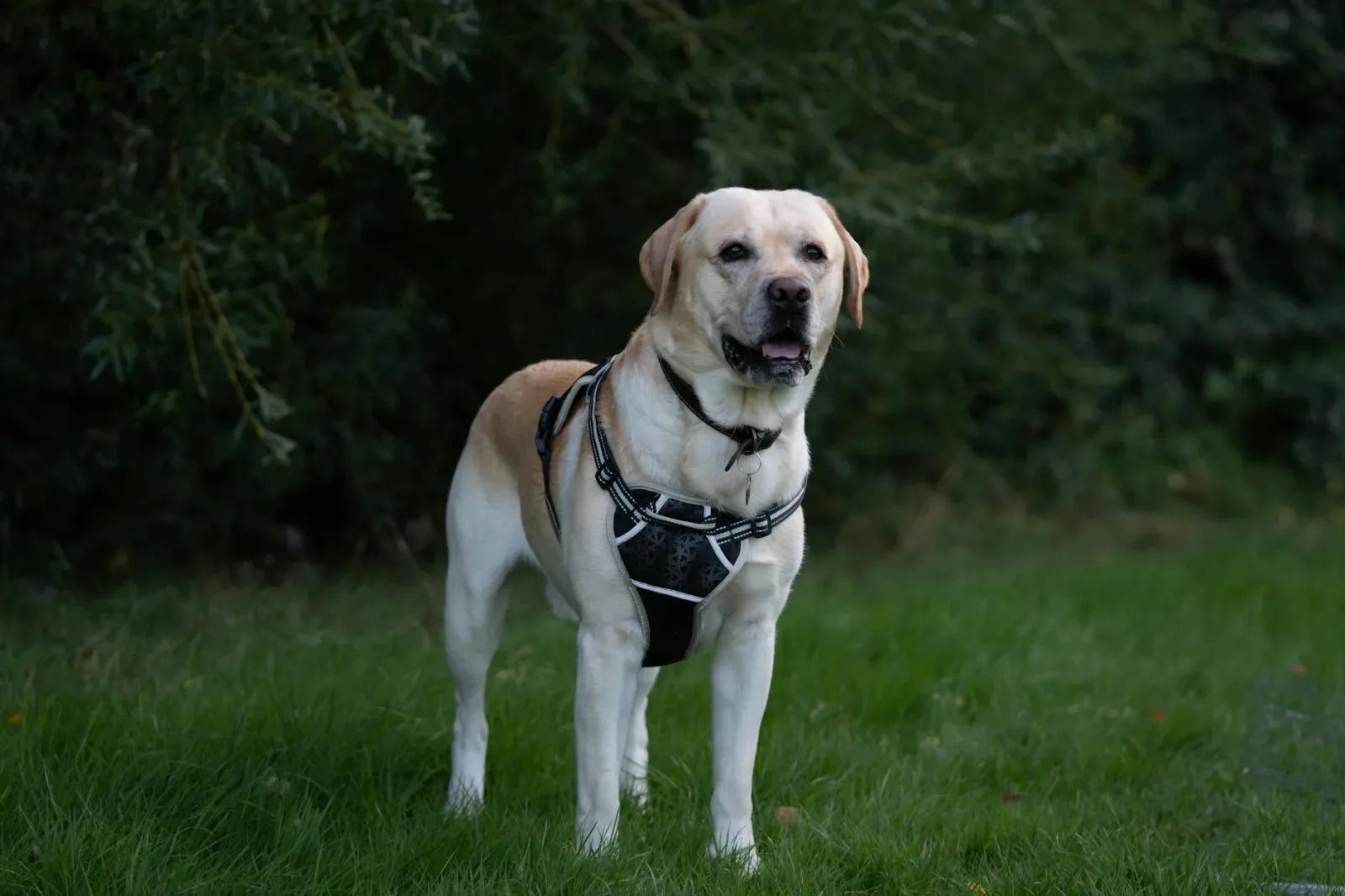 Labrador Retriever 3