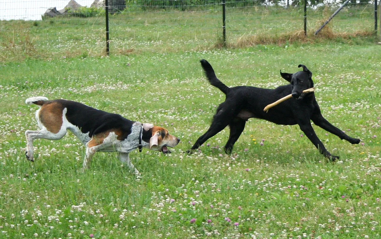 Labrador Retriever 4