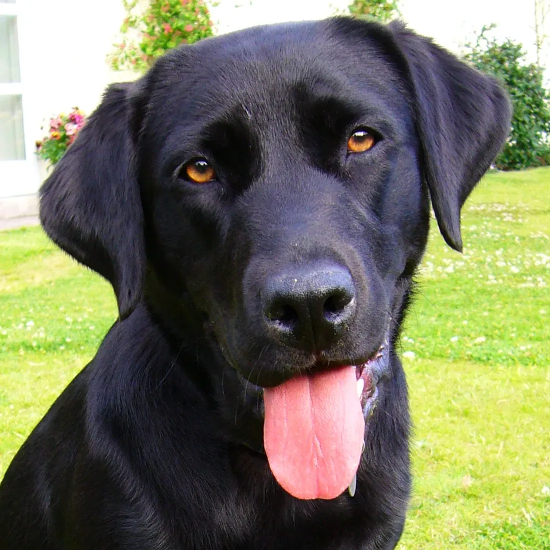 Labrador Retriever 5