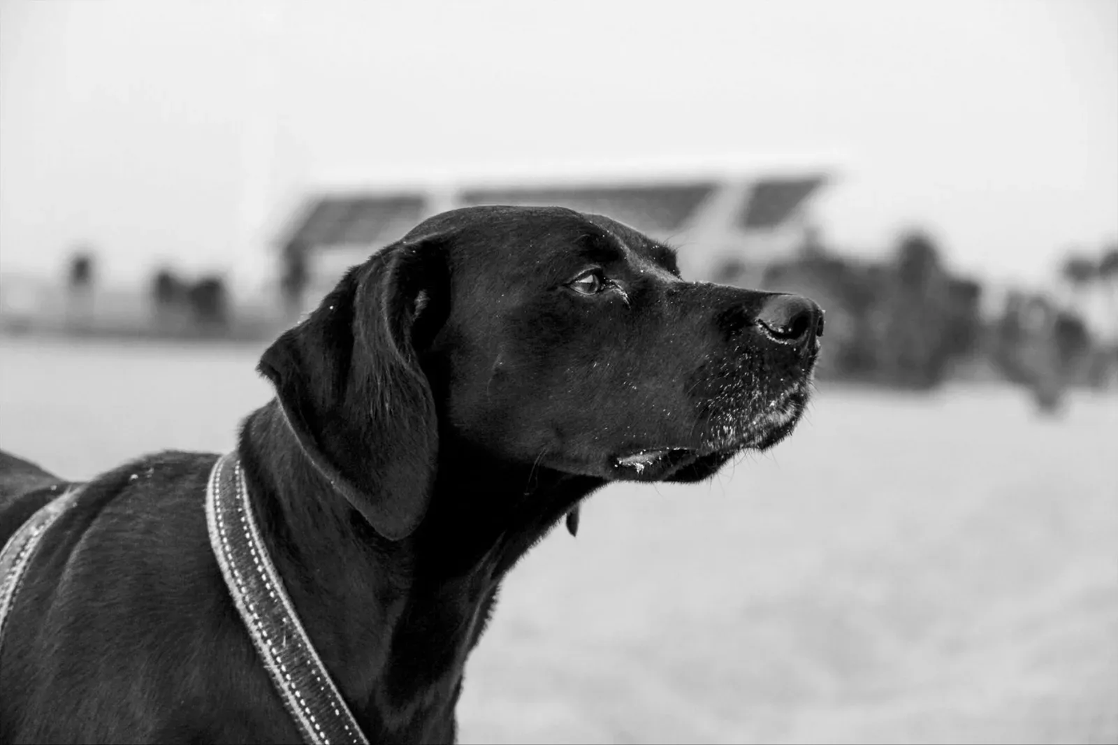 Labrador Retriever 6