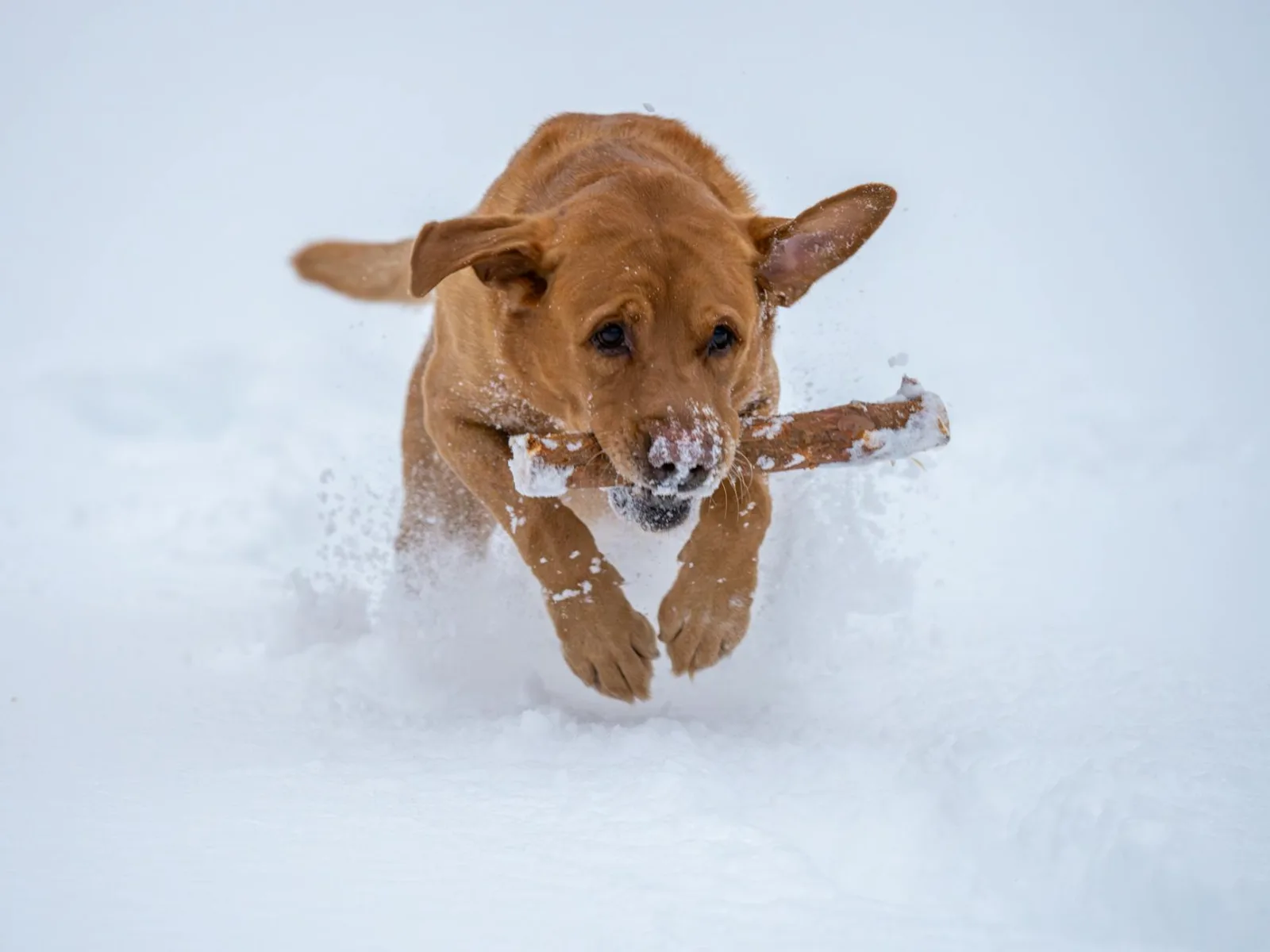Labrador Retriever 7