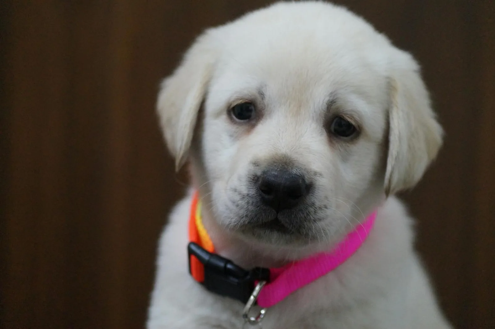Labrador Retriever 8