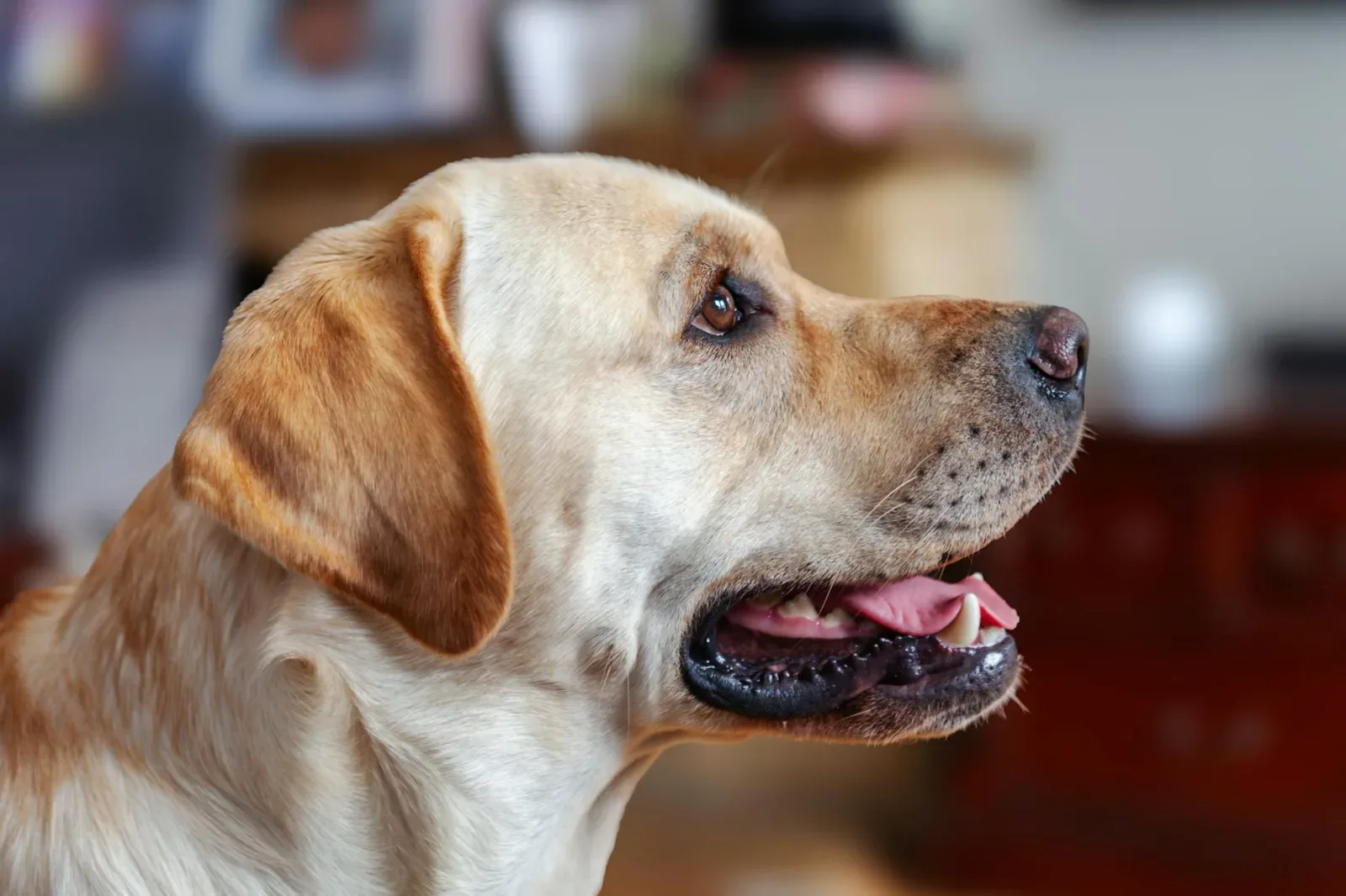 Labrador Retriever 9